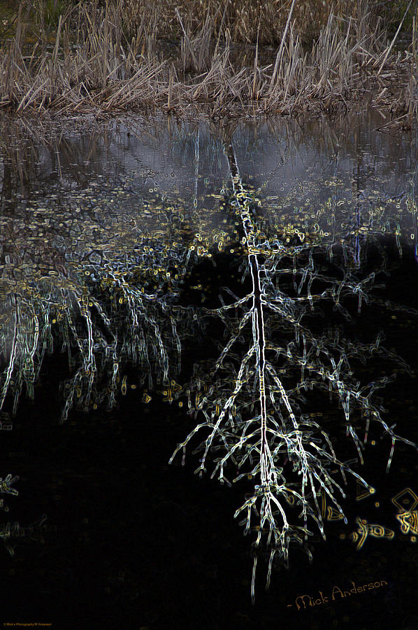 Dead Tree Reflects in Black Water Photograph by Mick Anderson