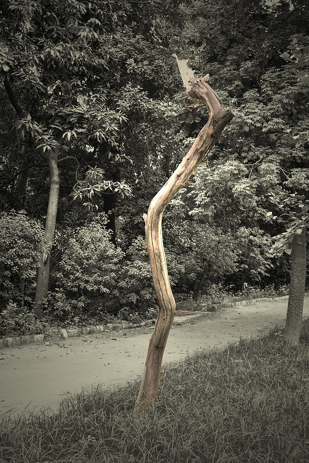 Dead tree Photograph by Sumit Mehndiratta
