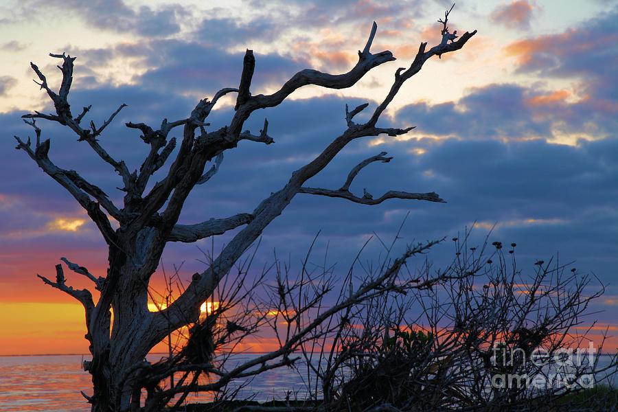 Dead Trees At Sunrise Photograph by Adam Jewell