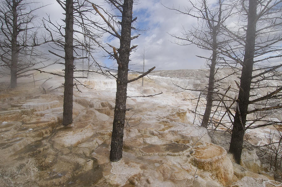 Dead Trees In Mammoth Hot Springs Photograph by Pete Oxford