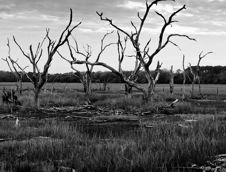 Dead Trees In Swamp Before The Storm II by W Kurt Staley