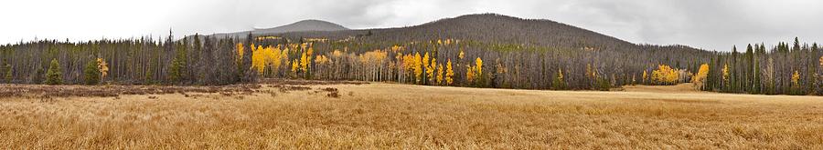 Dead Trees w Aspens Photograph by Larry Darnell