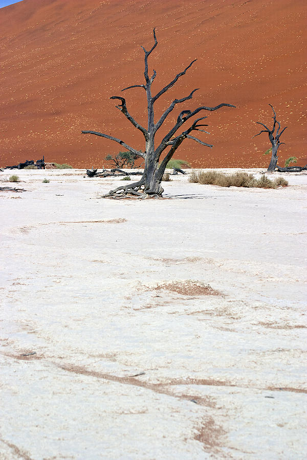 Dead Vlei Tree Namibia Photograph by David Kleinsasser