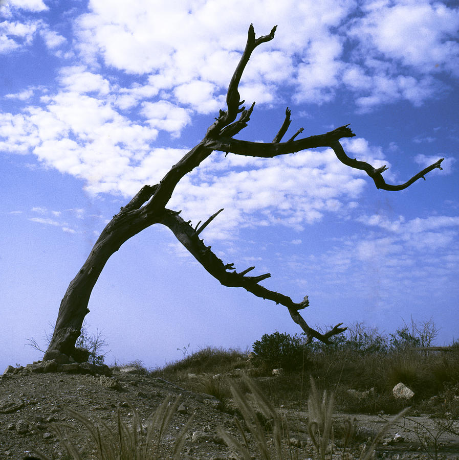 Dead Wood Dead Wood