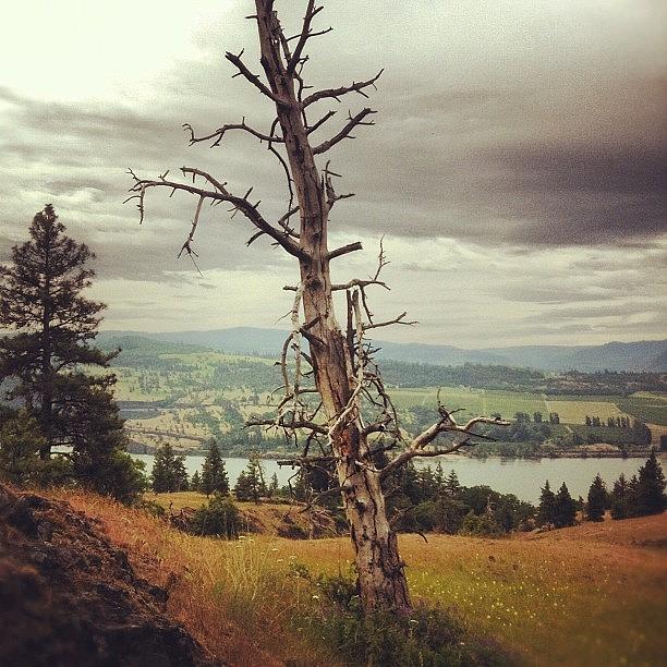 Summer Photograph - Dead Wood. #hiking #trees #summer by Katie Scialabba