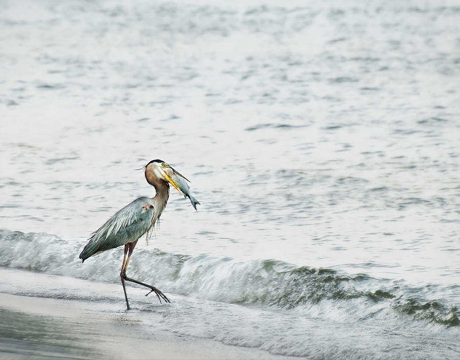 Deadliest Catch Photograph by Amber Schenk - Fine Art America