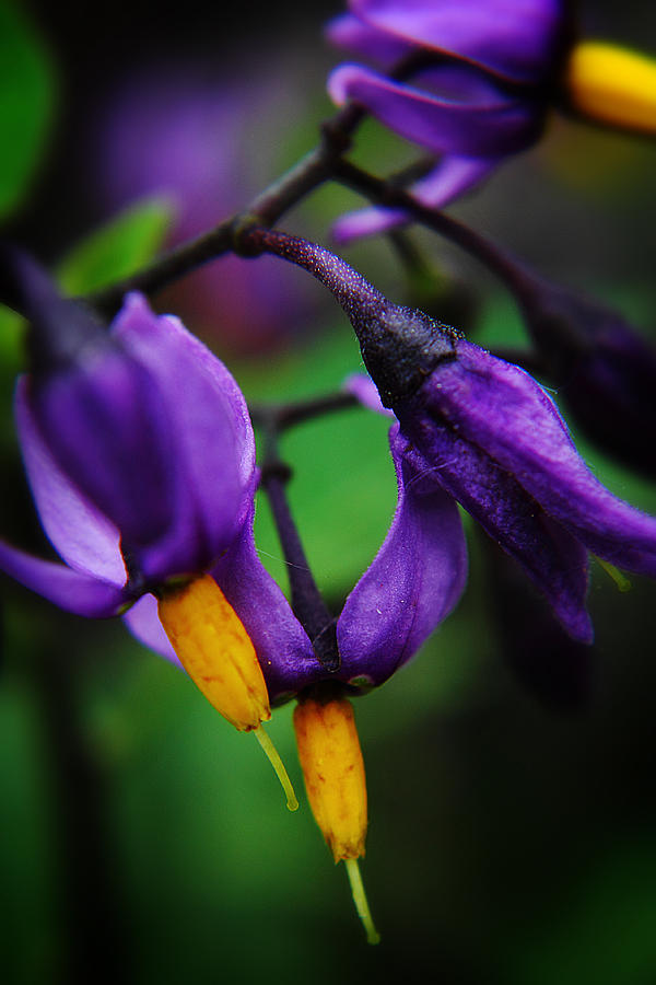 Deadly Nightshade 2 Photograph by Scott Hovind