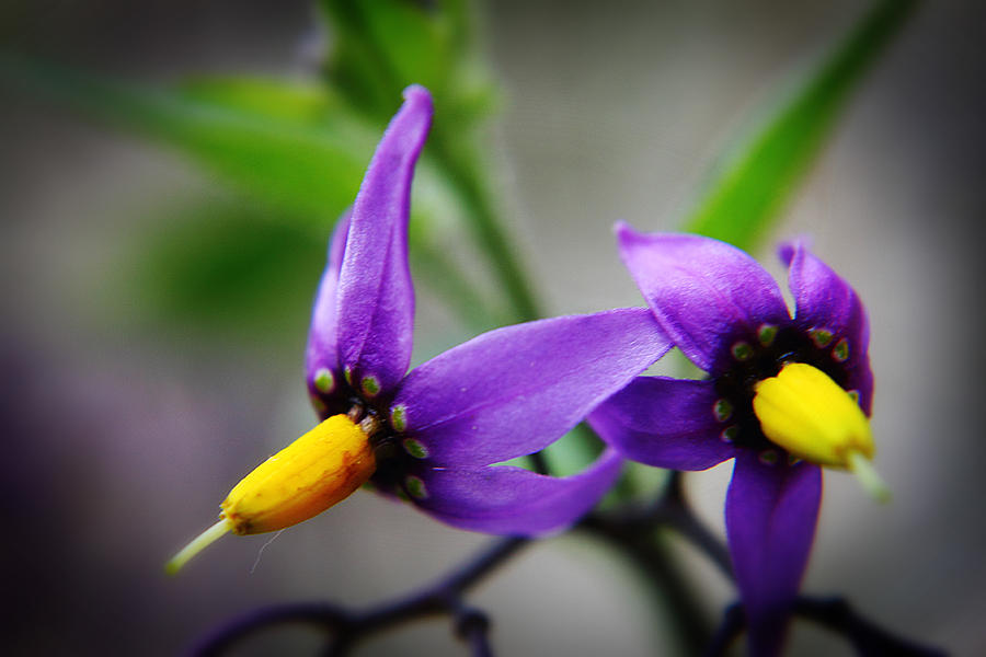 Deadly Nightshade 3 Photograph by Scott Hovind