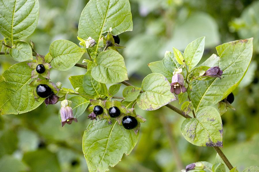 deadly-nightshade-atropa-belladonna-photograph-by-bob-gibbons-fine