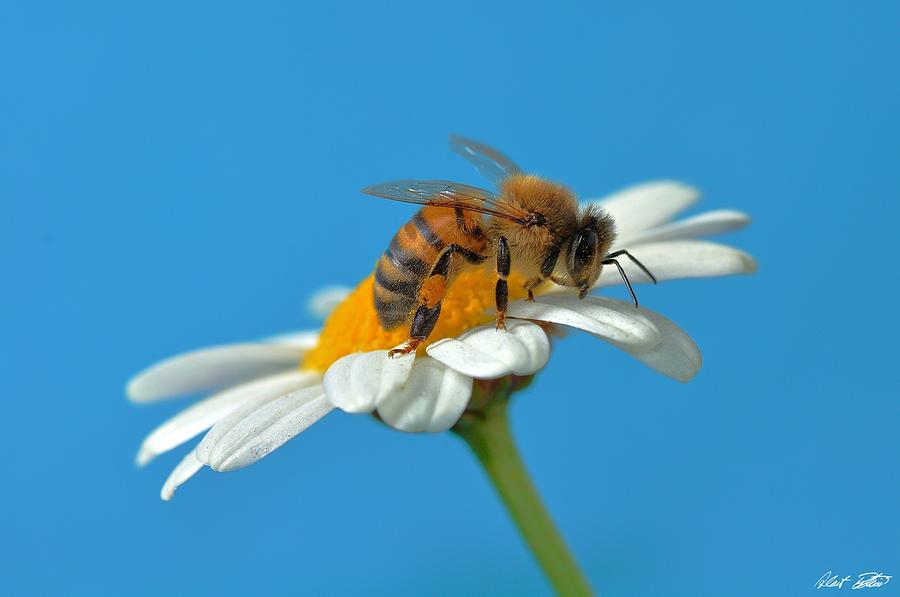 Nature Photograph - Dear Bee by Robert Bertino