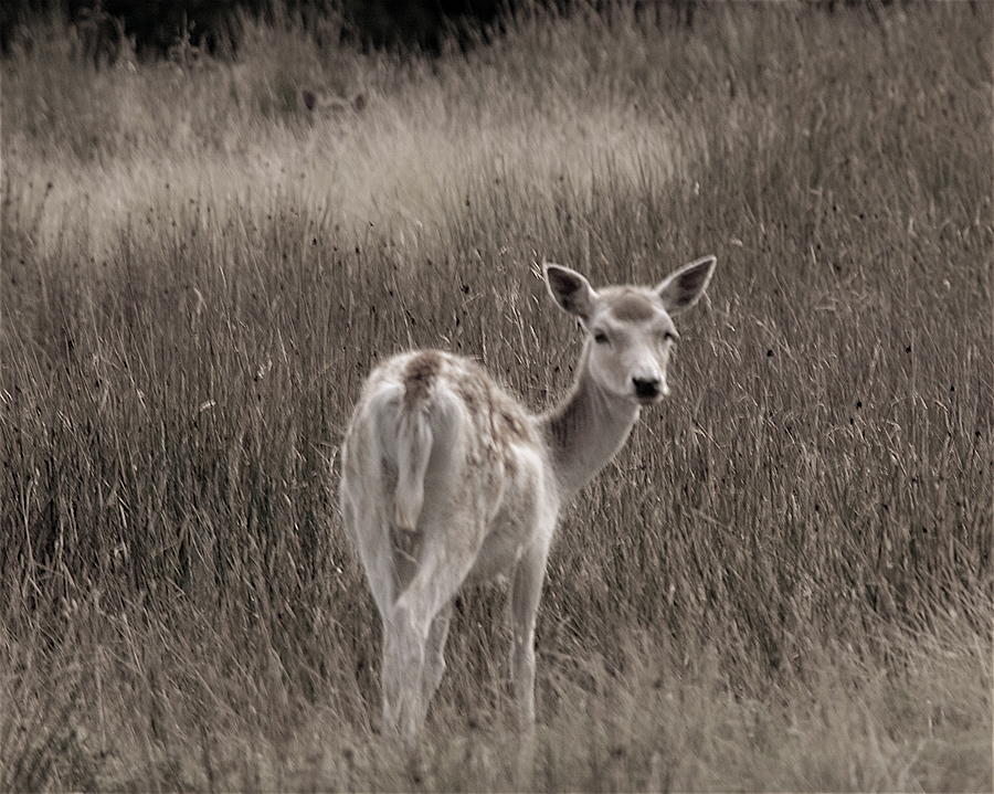 Deer Photograph - Dear Deer by Kelly Wall