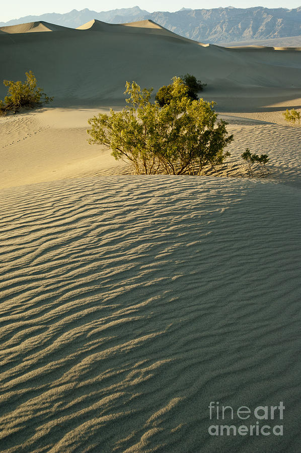 Desert Photograph - Death Valley 10 by Micah May