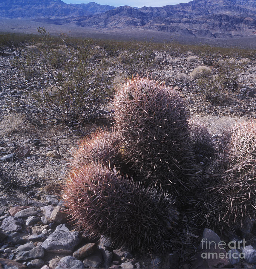 Desert Photograph - Death Valley cactus by Jim And Emily Bush