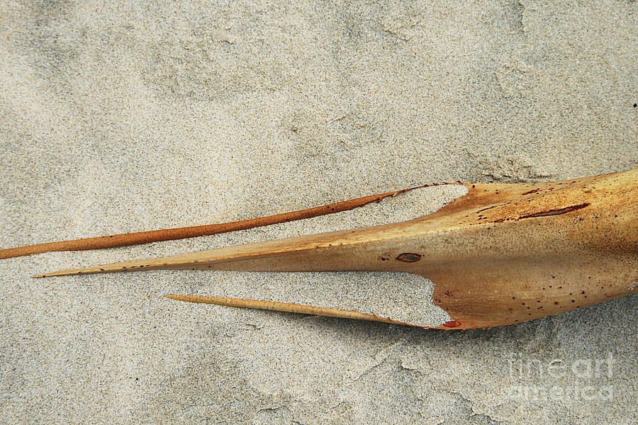 Beach Photograph - Debris by Stephen Mitchell Beach Photograph - Debris by Stephen Mitchell