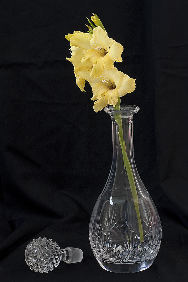 Decanted Gladiola Photograph by Shirley Mitchell