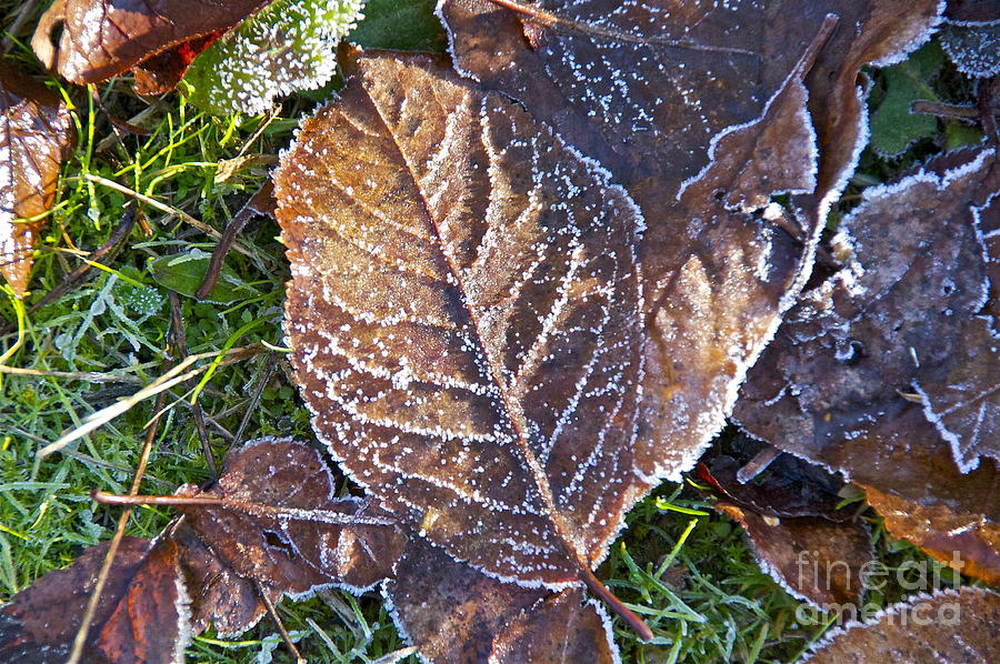 December Frosting Photograph by Sean Griffin