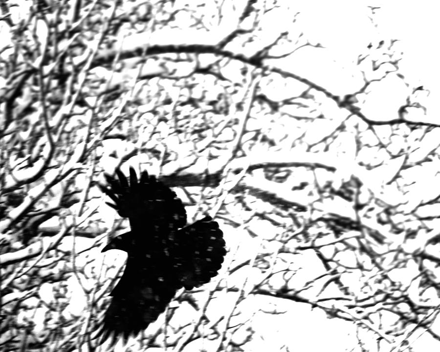 December Raven Digital Art by Sue Capuano