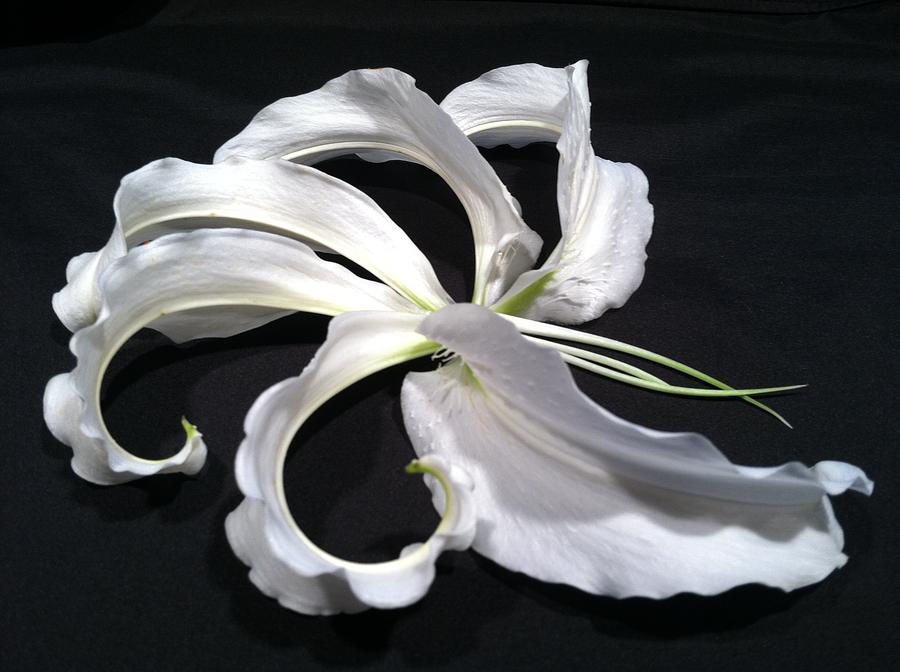 Deconstructed Lily Photograph by Anna Villarreal Garbis