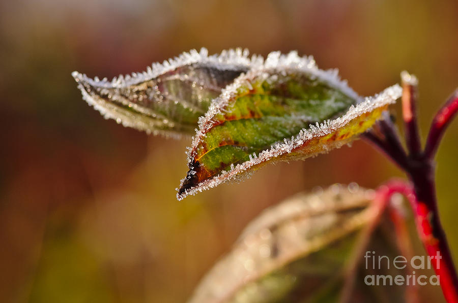 Fall Photograph - Decorated by Jack Frost.... by Christine Kapler
