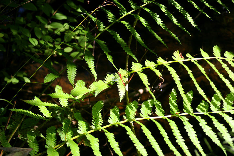 Decorated Fern Photograph by Virginia Pakkala - Fine Art America