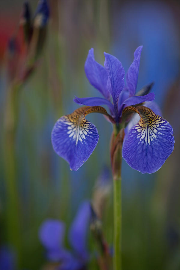 Iris Photograph - Decorated Iris by Mike Reid
