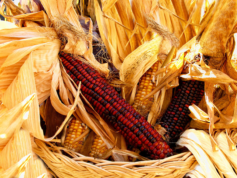 Fall Photograph - Decorative Corn in a Hand Woven Wicker Basket by Chantal PhotoPix
