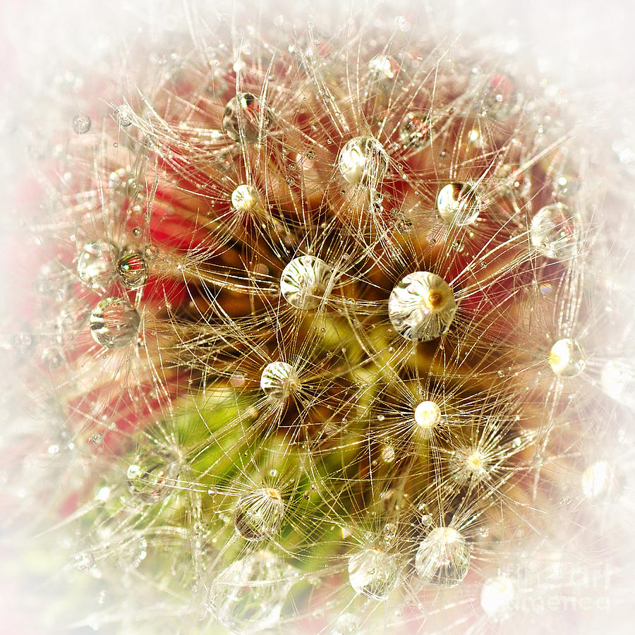 Dandelion Photograph - Decorative Droplets by Kaye Menner
