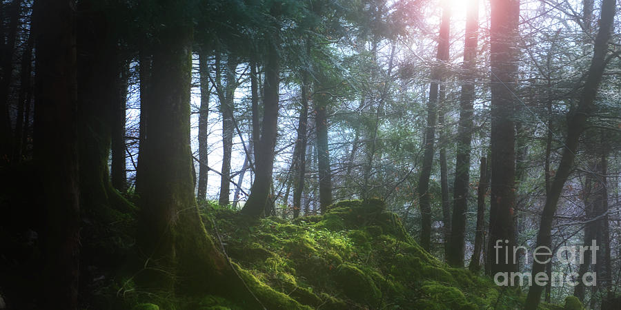 Deep Forest Photograph by Bruno Santoro