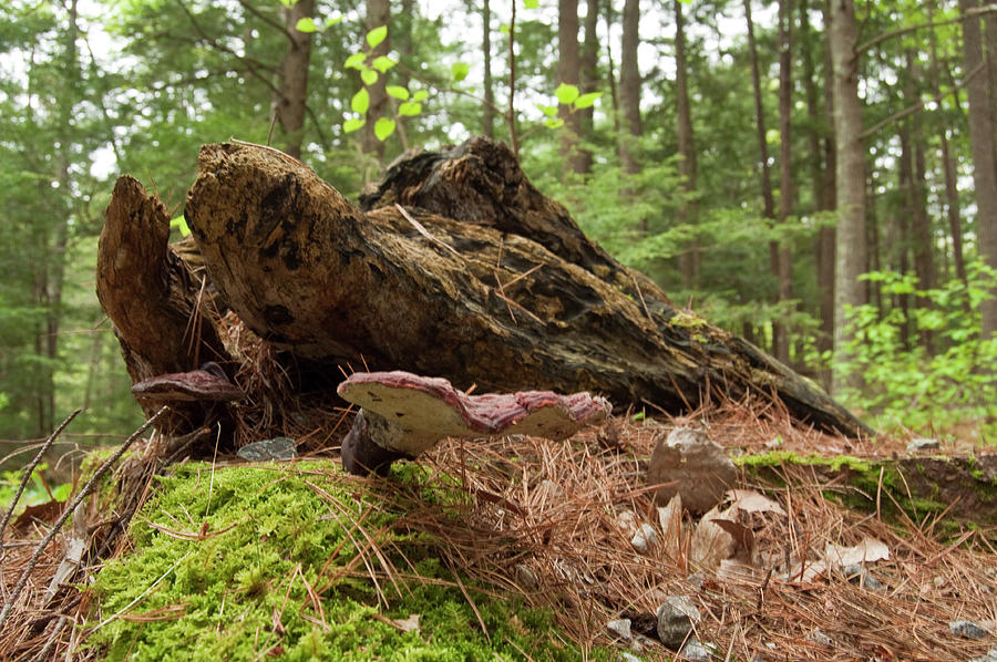 Deep Forrest Stump Monster Photograph by Daniel Hebard