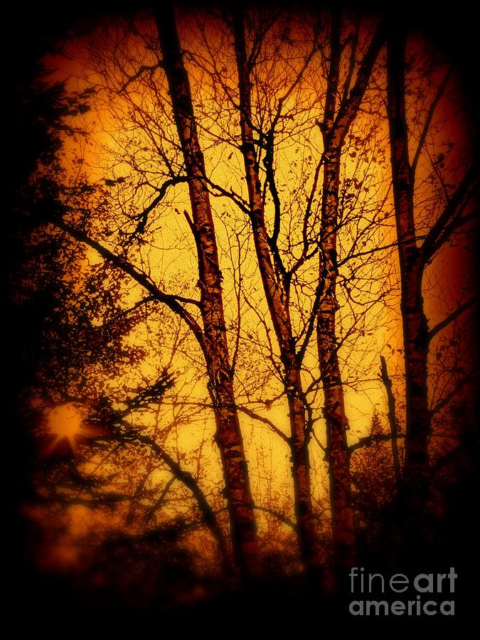 Sunset Photograph - Deep in the Forrest by Christy Beal