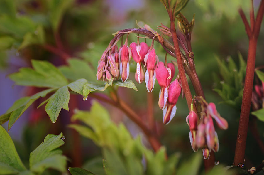 Bleeding Hearts Photograph - Deep in the Hearts by Sue Capuano