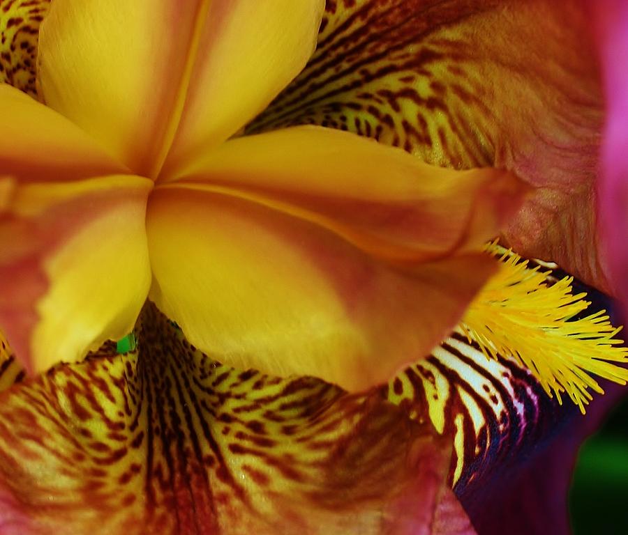 Iris Photograph - Deep Inside an Iris by Bruce Bley