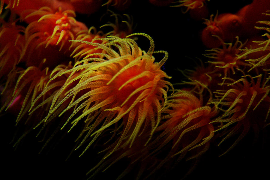 Deep Ocean Coral Polyp Photograph by Jennifer Bright Burr