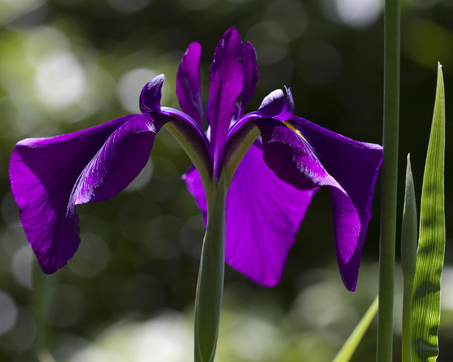 Deep Purple Bog Iris - Iris germanica Photograph by Kathy Clark