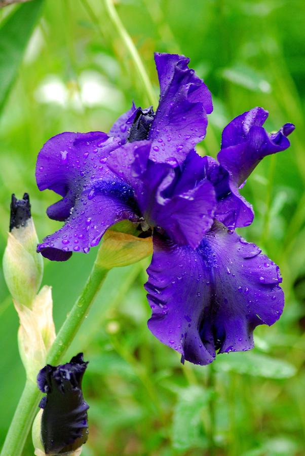 Deep Purple Irises Photograph by Wanda Jesfield