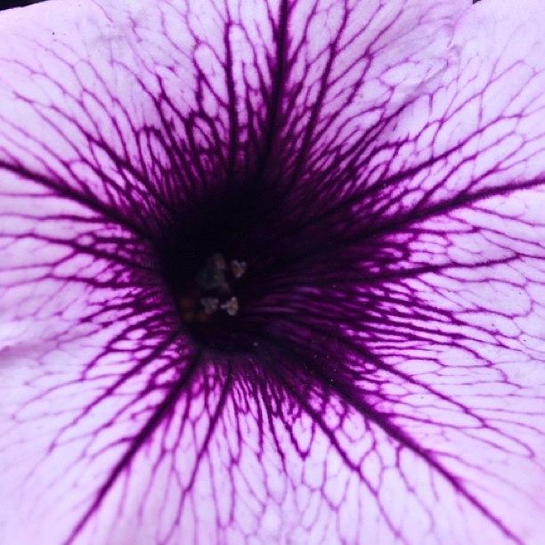 Flower Photograph - Deep Purple   by Justin Connor