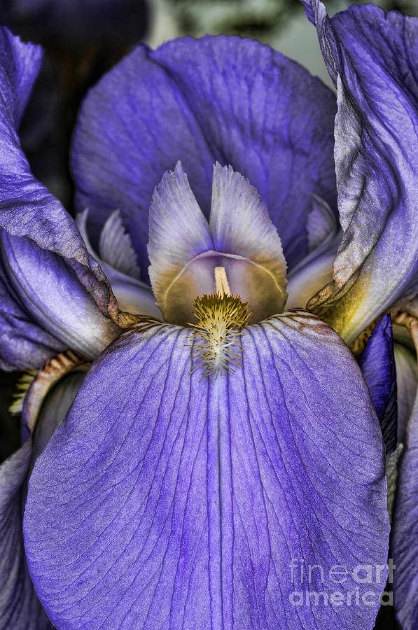 Iris Photograph - Deep Purple by Paul Ward
