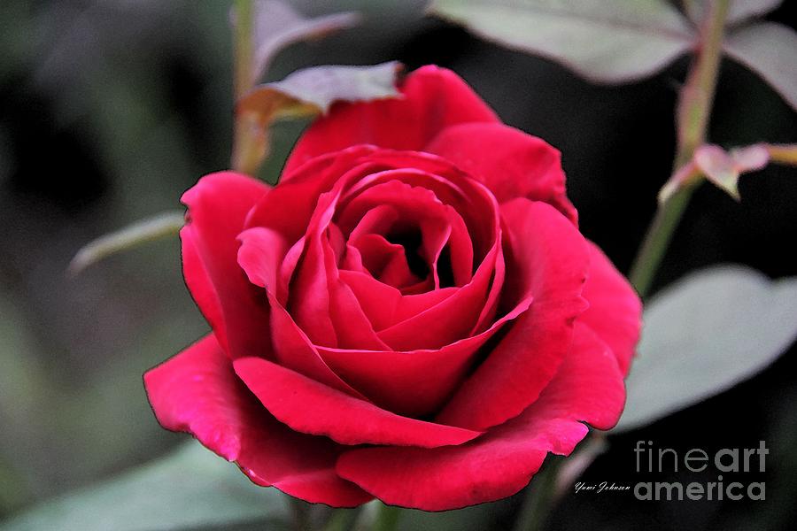 Deep red Rose Photograph by Yumi Johnson
