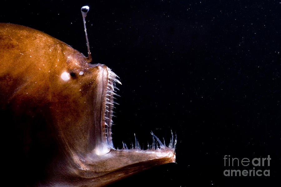 Deep Sea Angler Photograph by Dante Fenolio