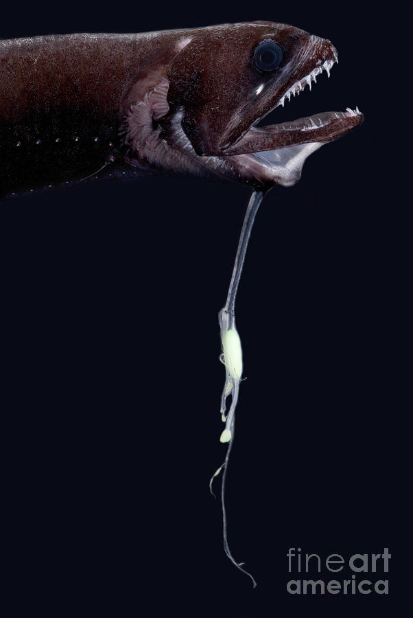 Deep-sea Dragonfish Photograph by Dant Fenolio