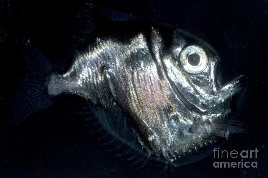 Fish Photograph - Deep Sea Hatchetfish by Dante Fenolio