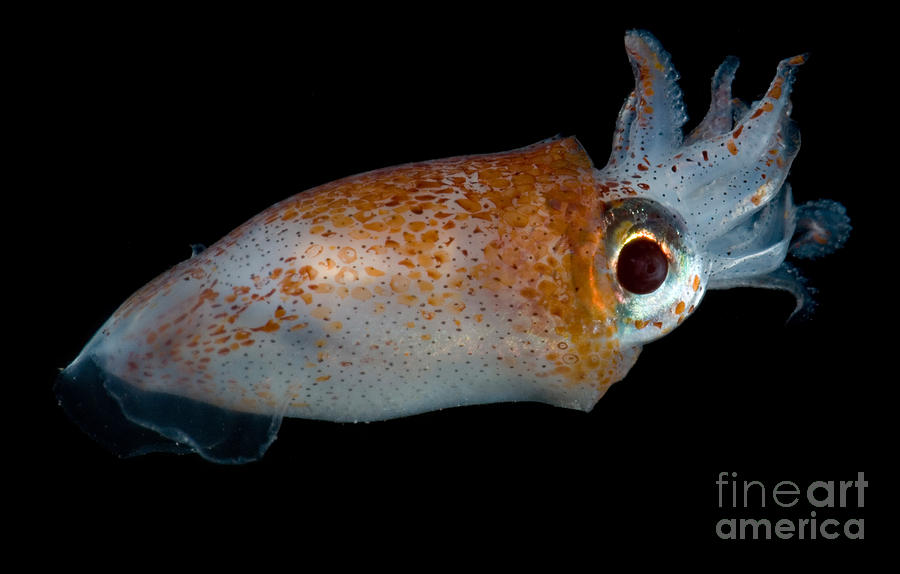 Deep Sea Squid Photograph by Dante Fenolio