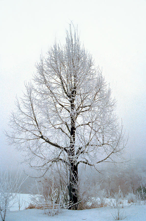 Deep Solitude Photograph by Jon Lord