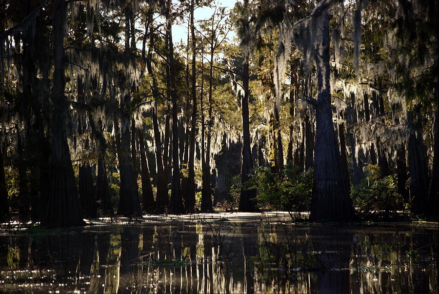Deep Swamp Photograph by Ron Weathers