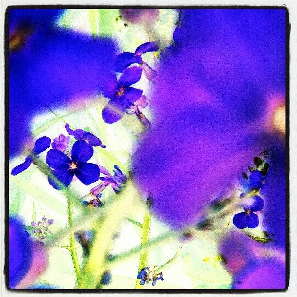 Impressionism Photograph - Deep Violets #abstract #android by Marianne Dow