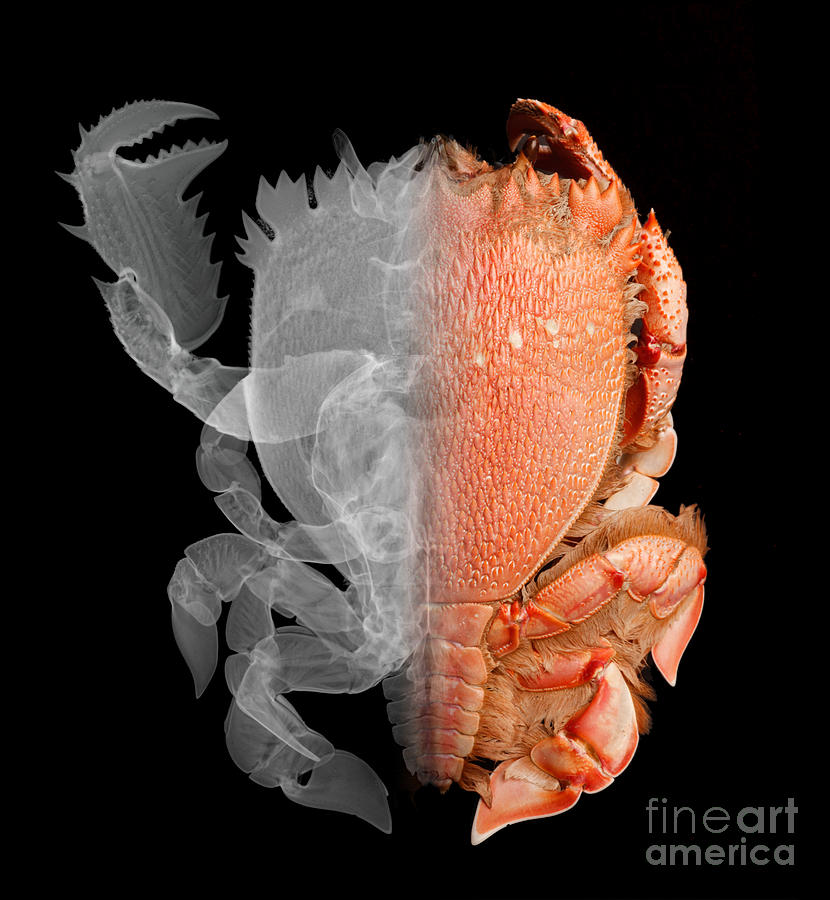 Animal Photograph - Deep Water Crab X-ray and Optical Image by Ted Kinsman