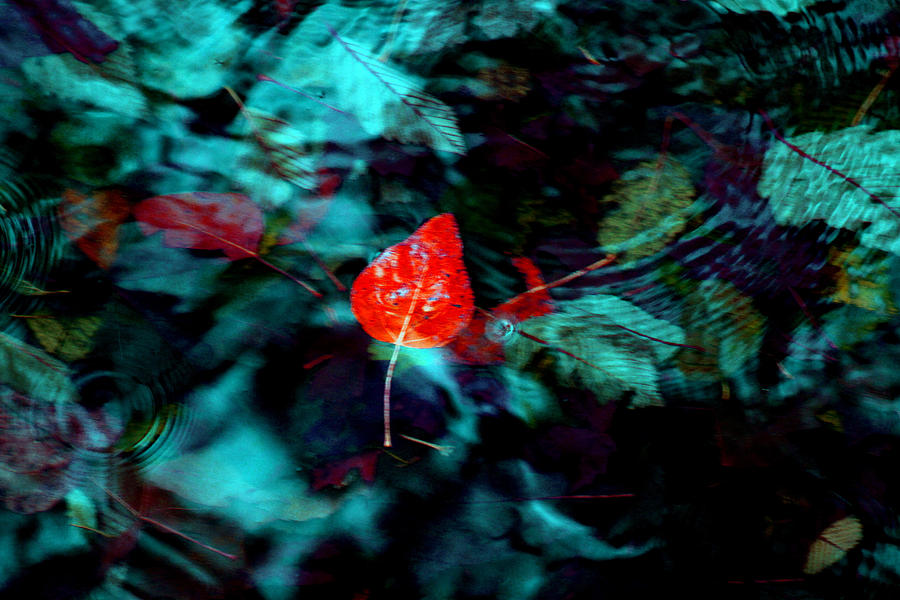 Red Leaf Photograph - Deep Waters by Marie Jamieson