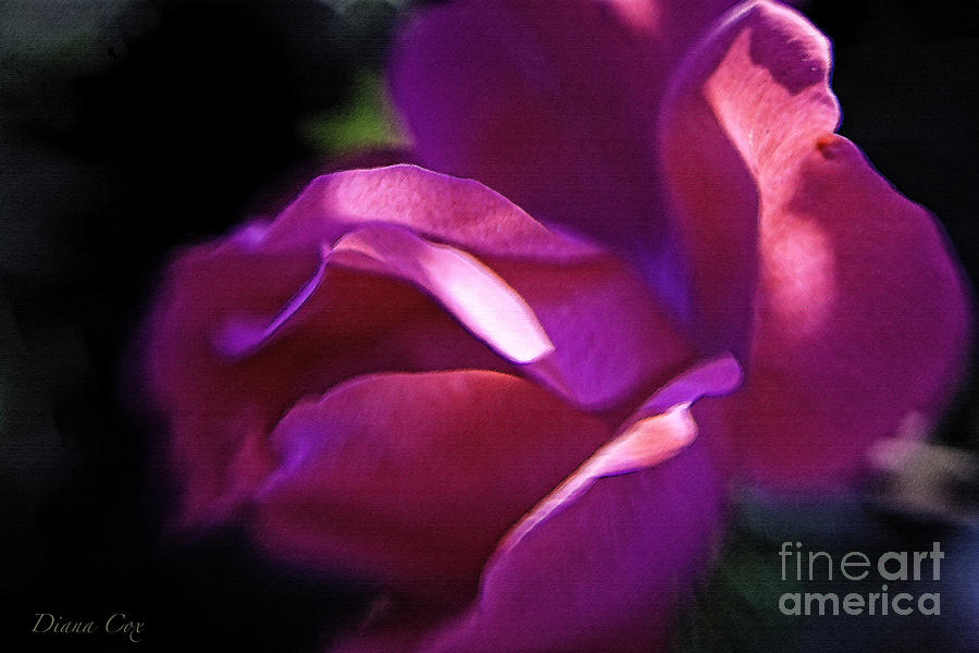 Deeply Pink Photograph By Diana Cox Fine Art America