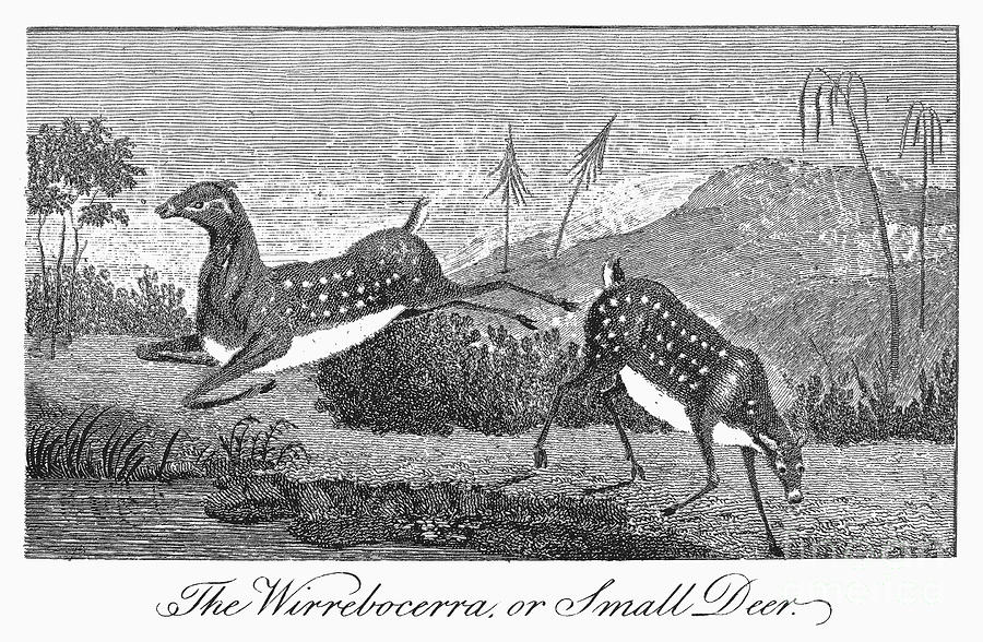 Deer, 1796 Photograph by Granger