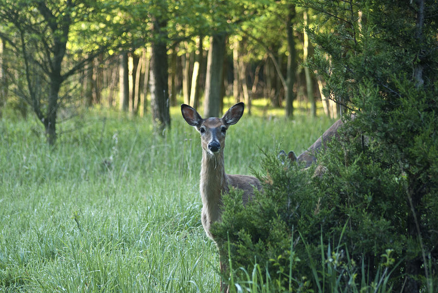 Deer 5863 Photograph by Michael Peychich